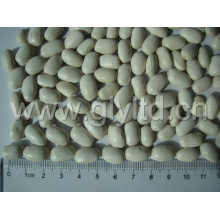 White Kidney Bean with Good Quality